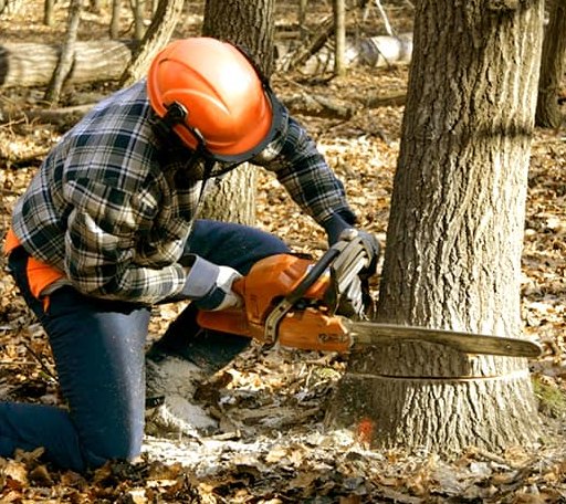 Tree Removal in Richton, MS